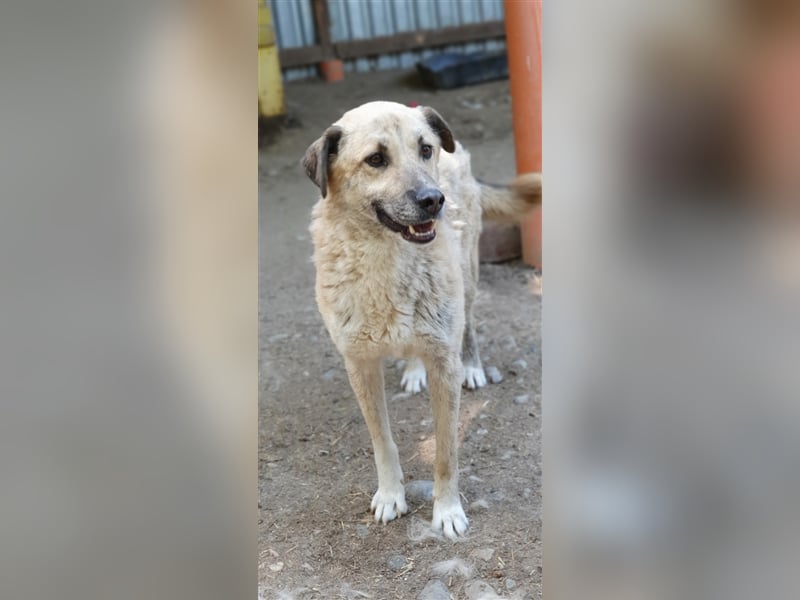 Didi    (Santuhalm-Shelter Rumänien)