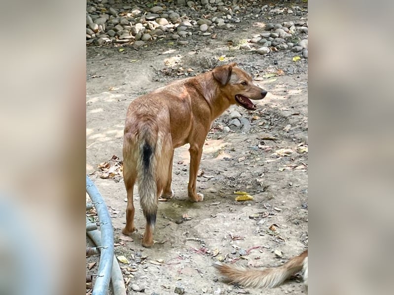 Hundesenior OSCAR sucht geduldiges und liebevolles Zuhause