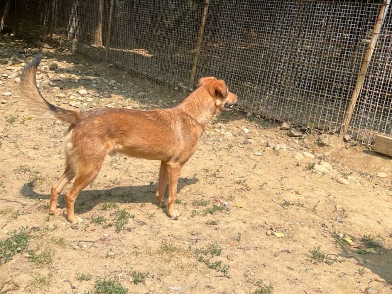 Hundesenior OSCAR sucht geduldiges und liebevolles Zuhause