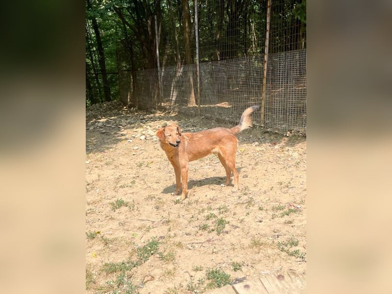 Hundesenior OSCAR sucht geduldiges und liebevolles Zuhause