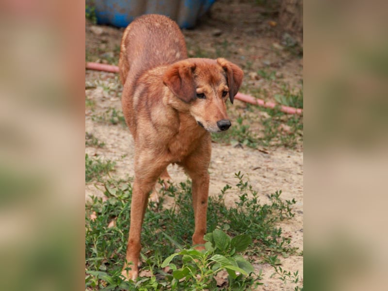 Hundesenior OSCAR sucht geduldiges und liebevolles Zuhause