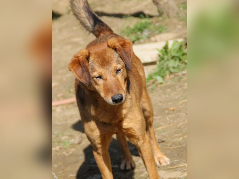 Hundesenior OSCAR sucht geduldiges und liebevolles Zuhause