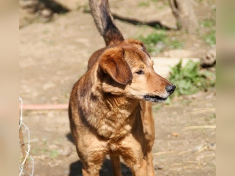 Hundesenior OSCAR sucht geduldiges und liebevolles Zuhause