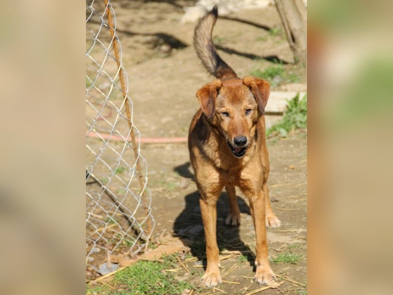 Hundesenior OSCAR sucht geduldiges und liebevolles Zuhause