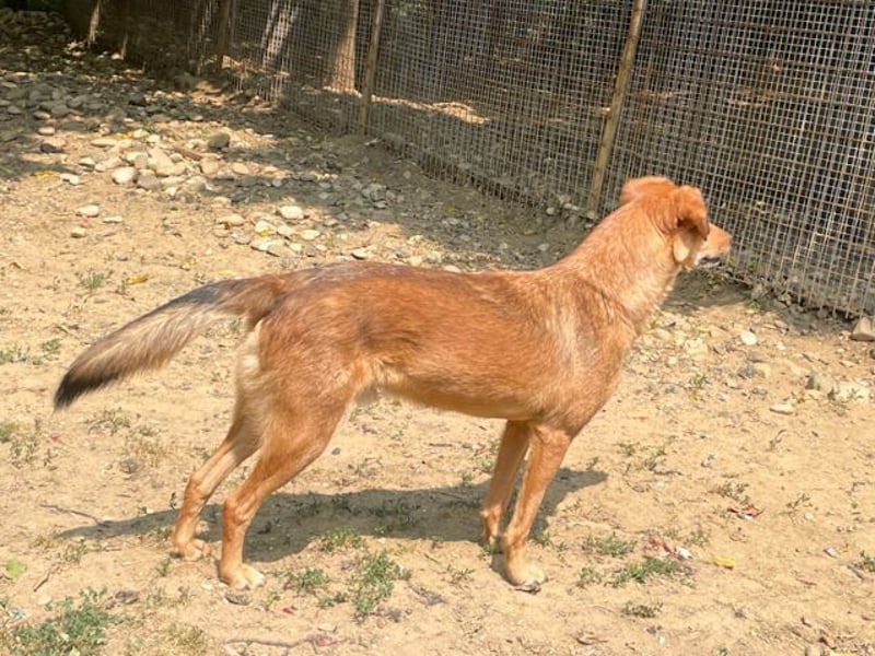 Hundesenior OSCAR sucht geduldiges und liebevolles Zuhause