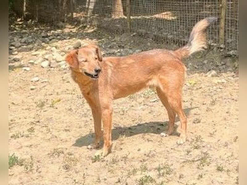 Hundesenior OSCAR sucht geduldiges und liebevolles Zuhause
