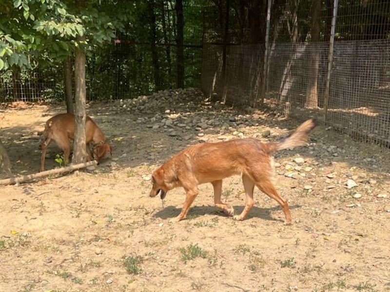 Hundesenior OSCAR sucht geduldiges und liebevolles Zuhause