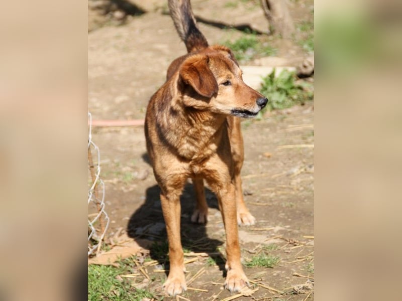 Hundesenior OSCAR sucht geduldiges und liebevolles Zuhause