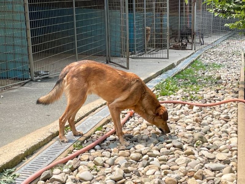 Hundesenior OSCAR sucht geduldiges und liebevolles Zuhause