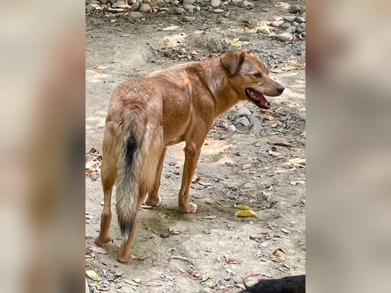 Hundesenior OSCAR sucht geduldiges und liebevolles Zuhause