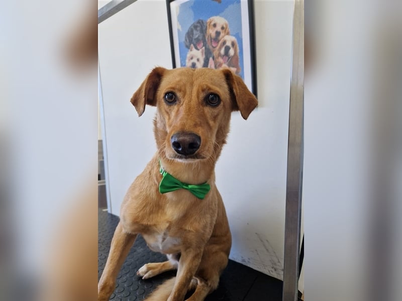 COOPER wünscht sich sein Glückskörbchen