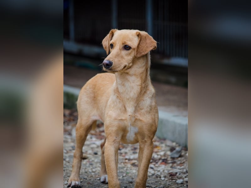 COOPER wünscht sich sein Glückskörbchen