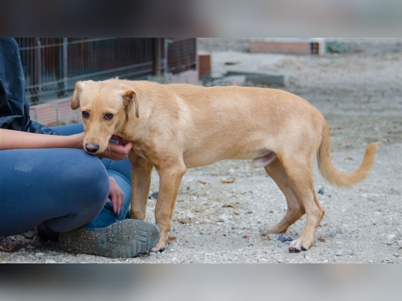 COOPER wünscht sich sein Glückskörbchen