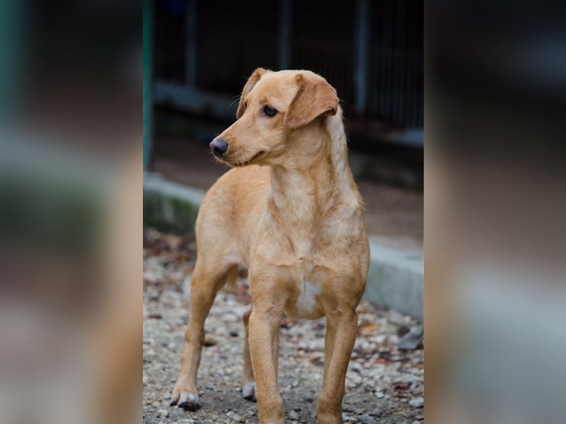 COOPER wünscht sich sein Glückskörbchen