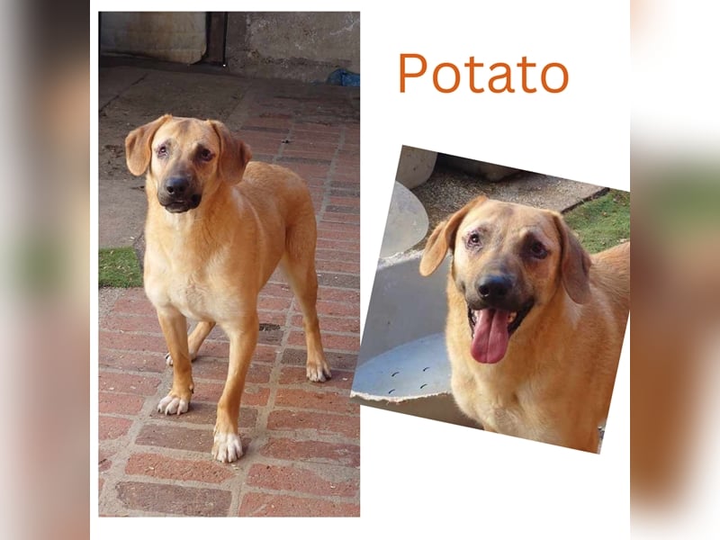 POTATO