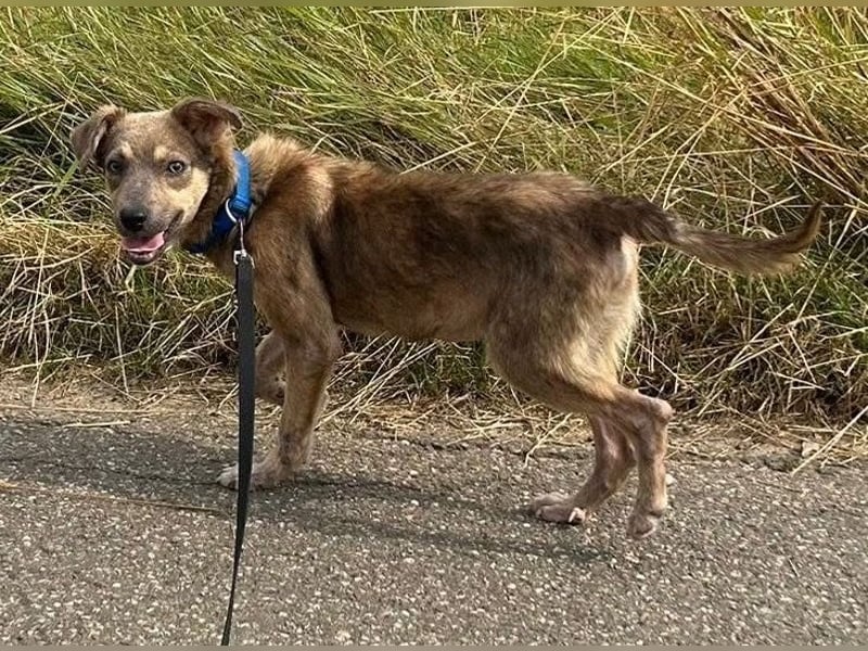 Emil - verträglich mit Hunden und Katzen - BEREITS IN DEUTSCHLAND