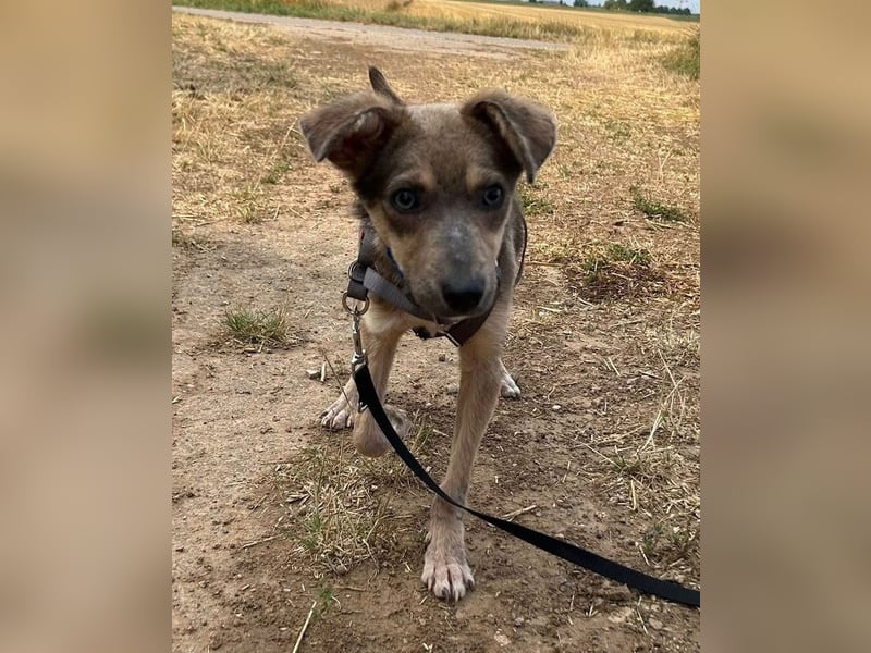 Emil - verträglich mit Hunden und Katzen - BEREITS IN DEUTSCHLAND