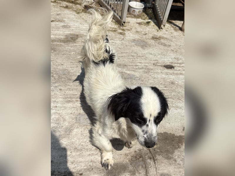 Oreo - freundlich und neugierig