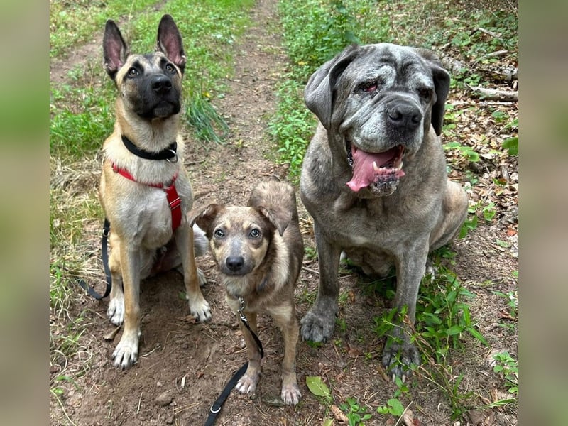 Emil - verträglich mit Hunden und Katzen - BEREITS IN DEUTSCHLAND