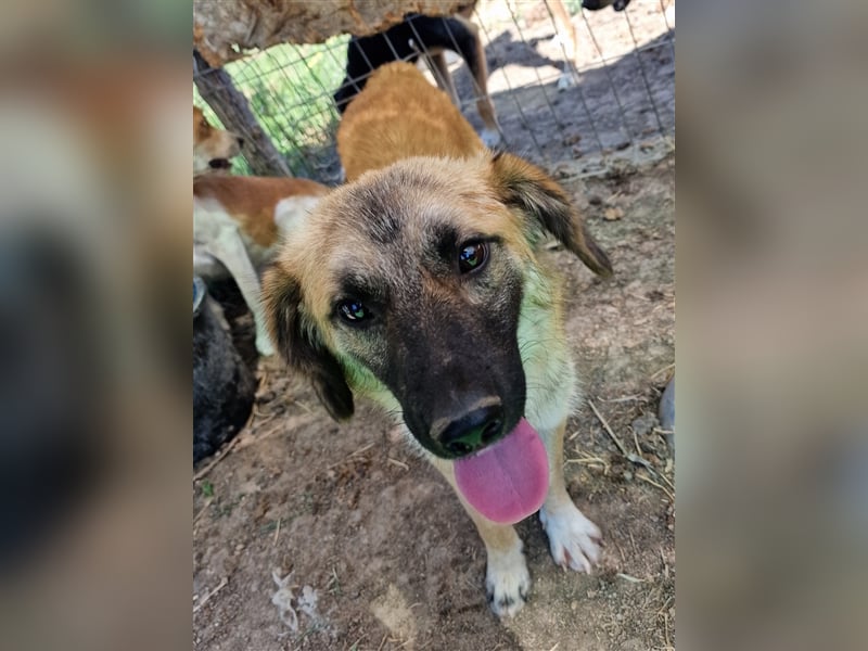 Albi - interessiert und verschmust