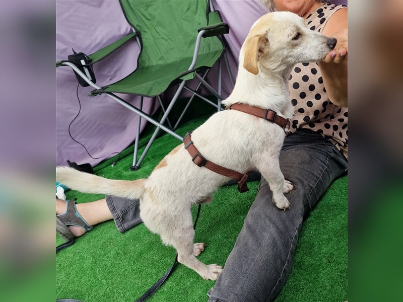 Buddy - aufgeschlossen und neugierig