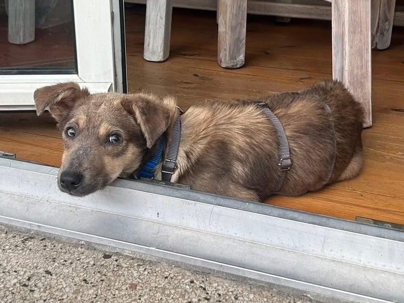 Emil - verträglich mit Hunden und Katzen - BEREITS IN DEUTSCHLAND