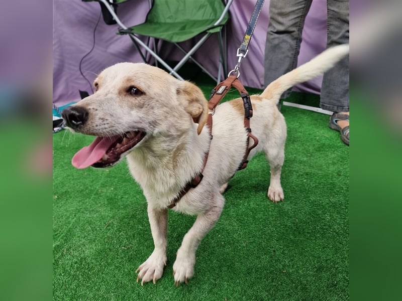 Buddy - aufgeschlossen und neugierig