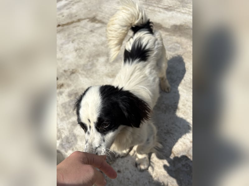 Oreo - freundlich und neugierig