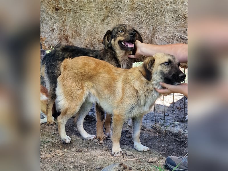 Albi - interessiert und verschmust