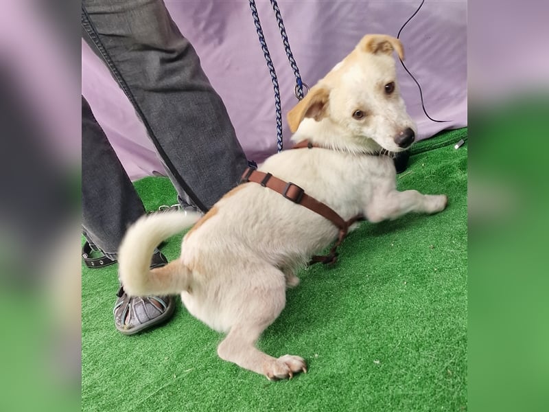 Buddy - aufgeschlossen und neugierig