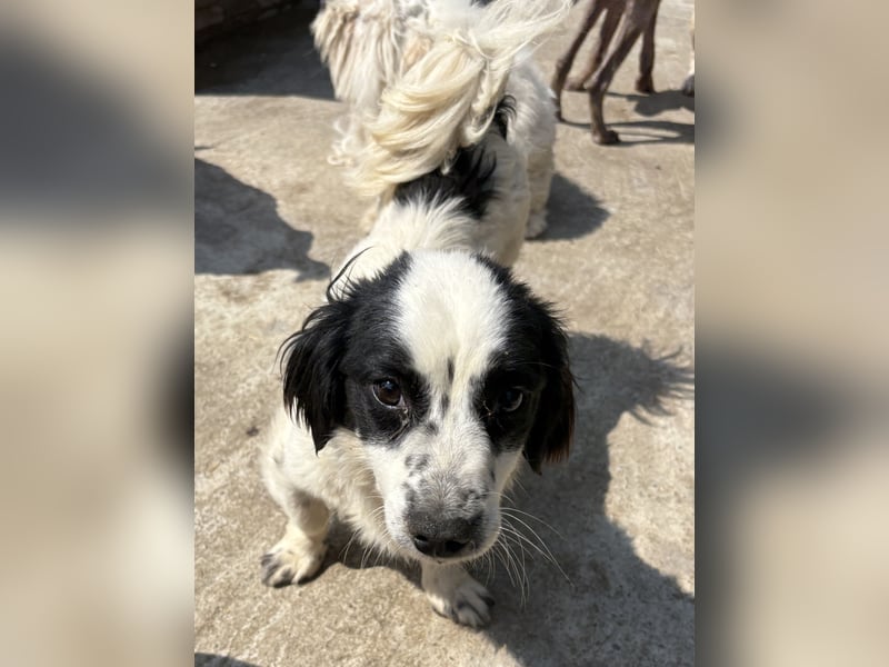 Oreo - freundlich und neugierig