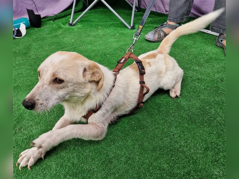 Buddy - aufgeschlossen und neugierig