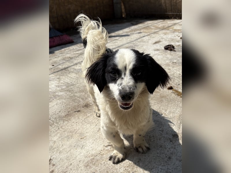 Oreo - freundlich und neugierig