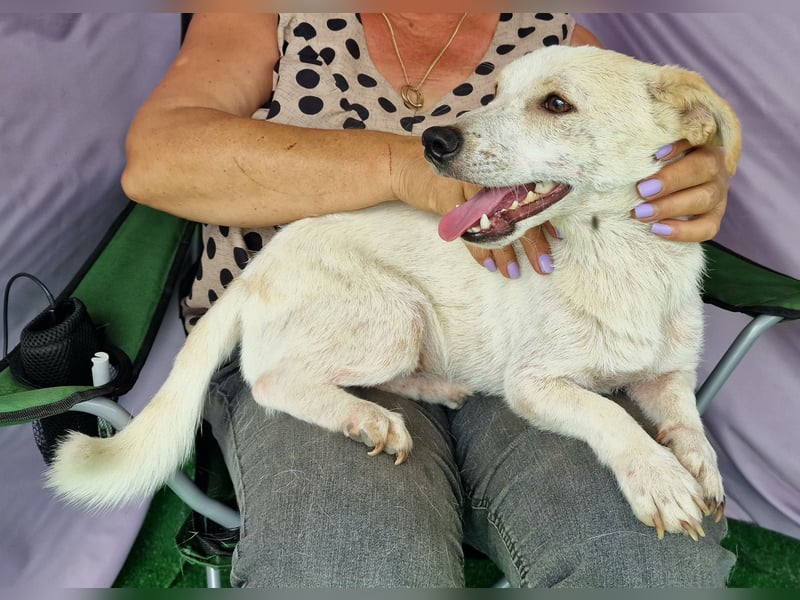 Buddy - zutraulich und aufgeschlossen