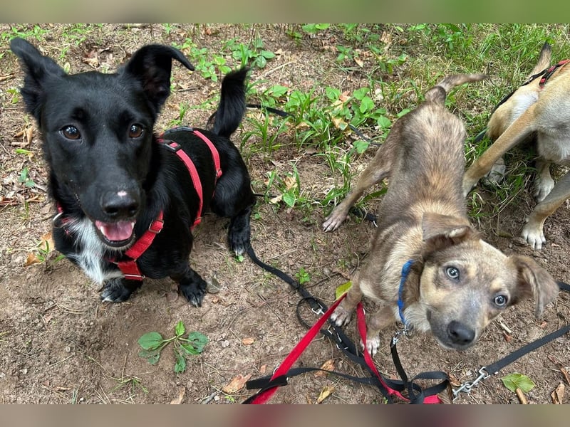 Emil - verträglich mit Hunden und Katzen - BEREITS IN DEUTSCHLAND