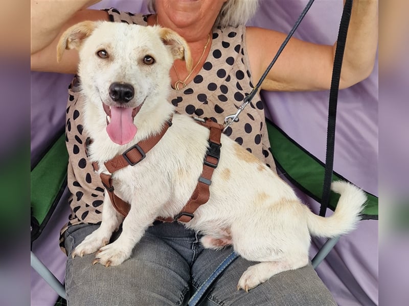 Buddy - aufgeschlossen und neugierig