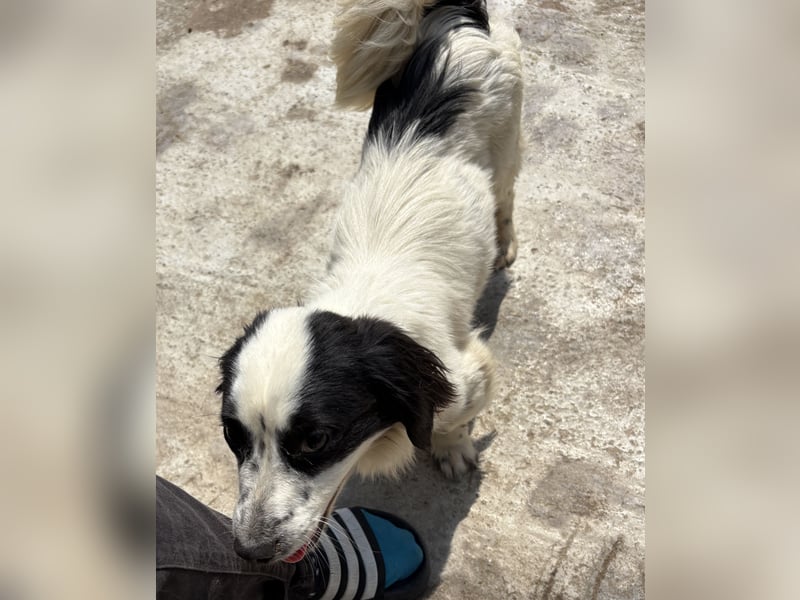 Oreo - freundlich und neugierig