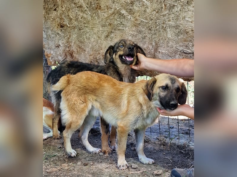Albi - interessiert und verschmust