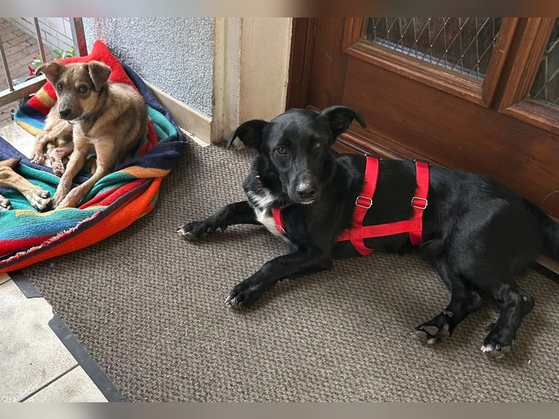 Emil - verträglich mit Hunden und Katzen - BEREITS IN DEUTSCHLAND