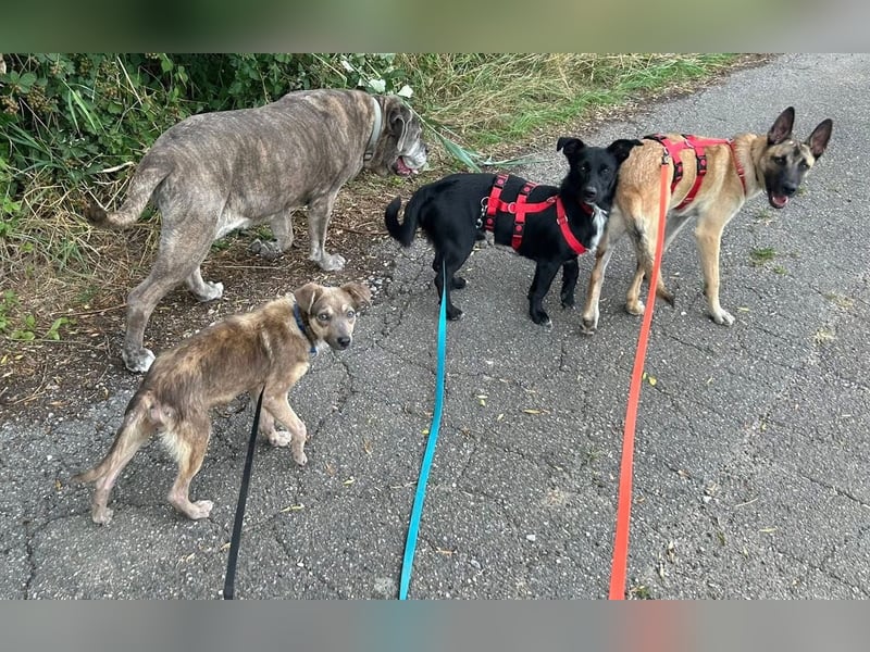 Emil - verträglich mit Hunden und Katzen - BEREITS IN DEUTSCHLAND
