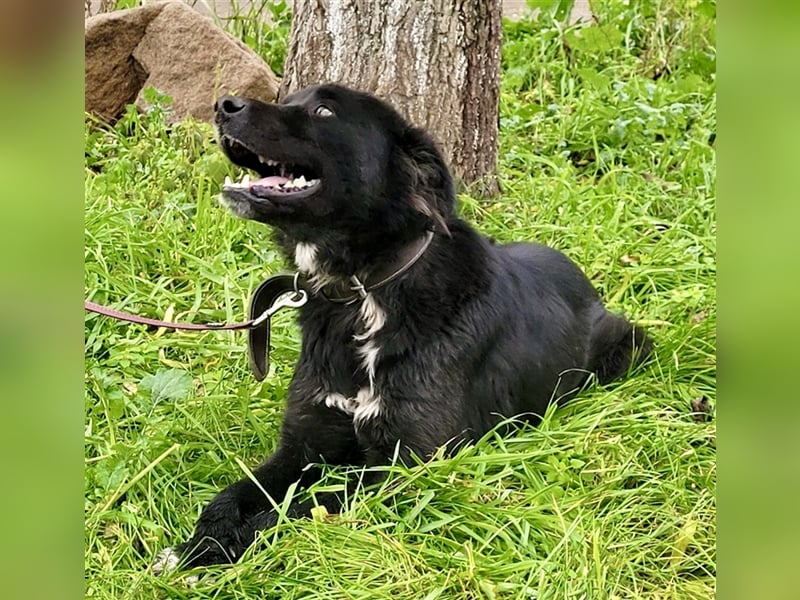Boris - verschmust und freundlich