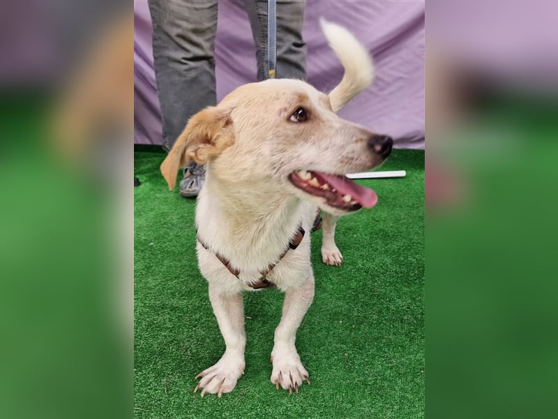 Buddy - aufgeschlossen und neugierig