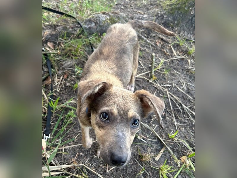 Emil - verträglich mit Hunden und Katzen - BEREITS IN DEUTSCHLAND