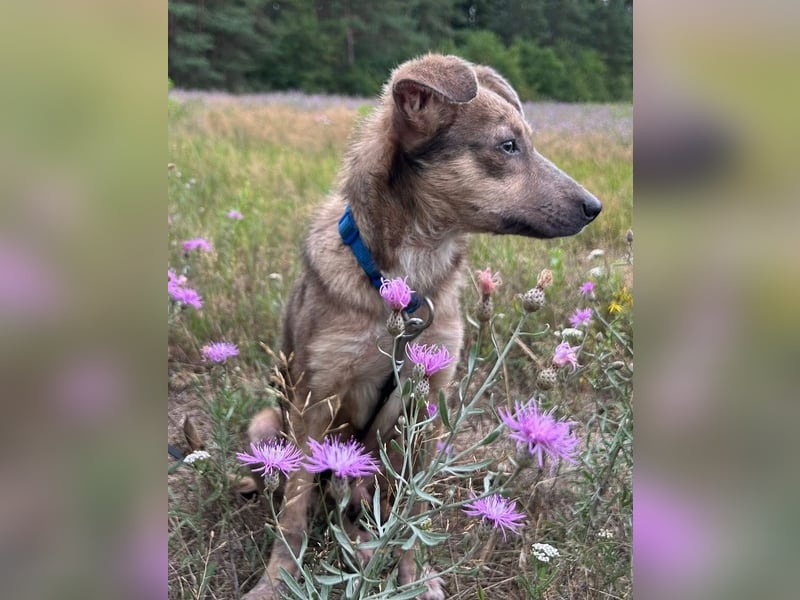 Emil - verträglich mit Hunden und Katzen - BEREITS IN DEUTSCHLAND