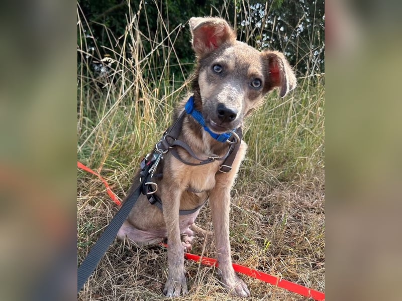 Emil - verträglich mit Hunden und Katzen - BEREITS IN DEUTSCHLAND