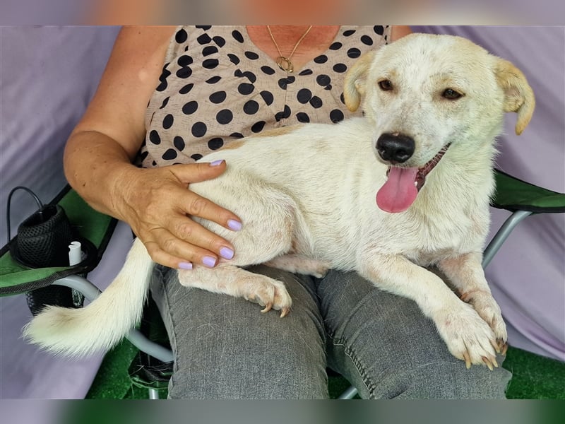 Buddy - aufgeschlossen und neugierig