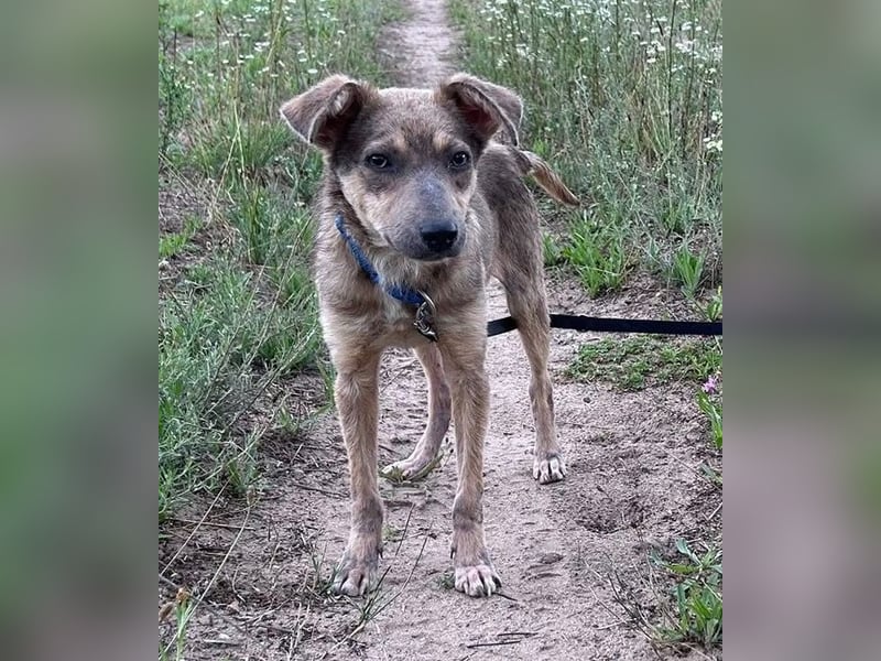 Emil - verträglich mit Hunden und Katzen - BEREITS IN DEUTSCHLAND