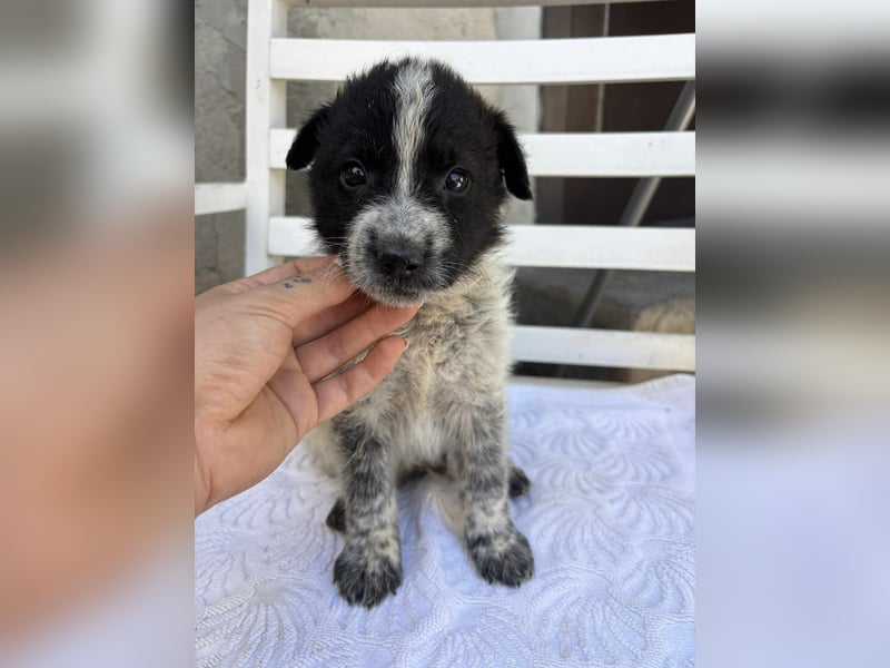 Welpe Oreo