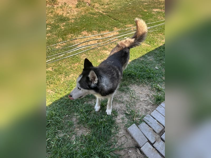 Husky Zeus