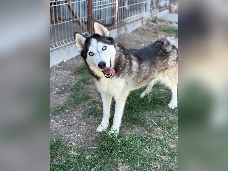 Husky Zeus